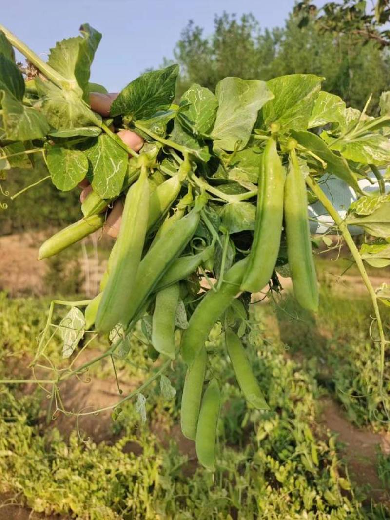 2河南精品豌豆荚，青碗豆中豌6号中豌9号产地直发