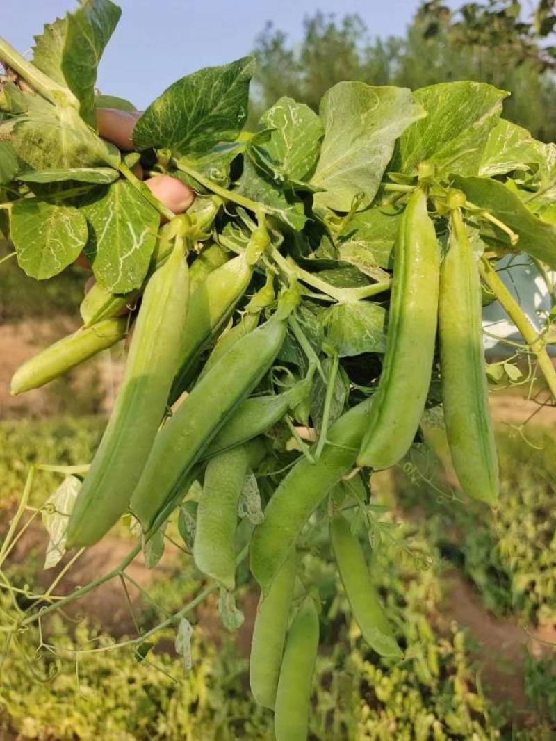 2河南精品豌豆荚，青碗豆中豌6号中豌9号产地直发