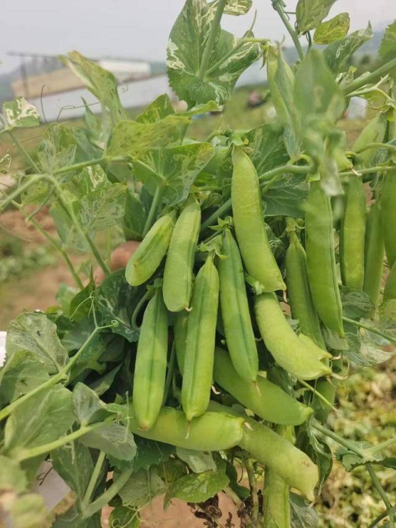 2河南精品豌豆荚，青碗豆中豌6号中豌9号产地直发