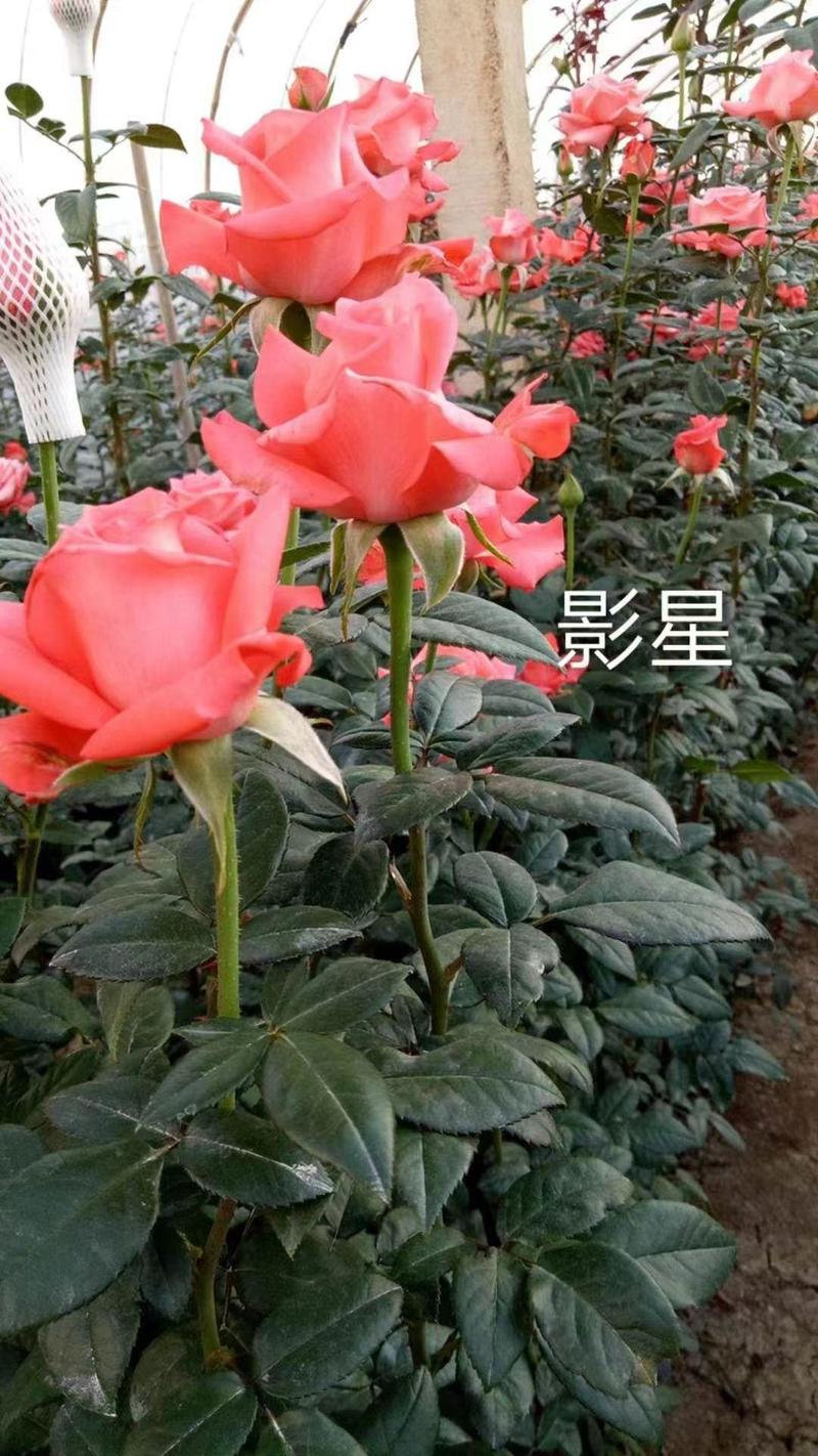 [优选]云南昆明玫瑰老根根系发达易成活质量保证