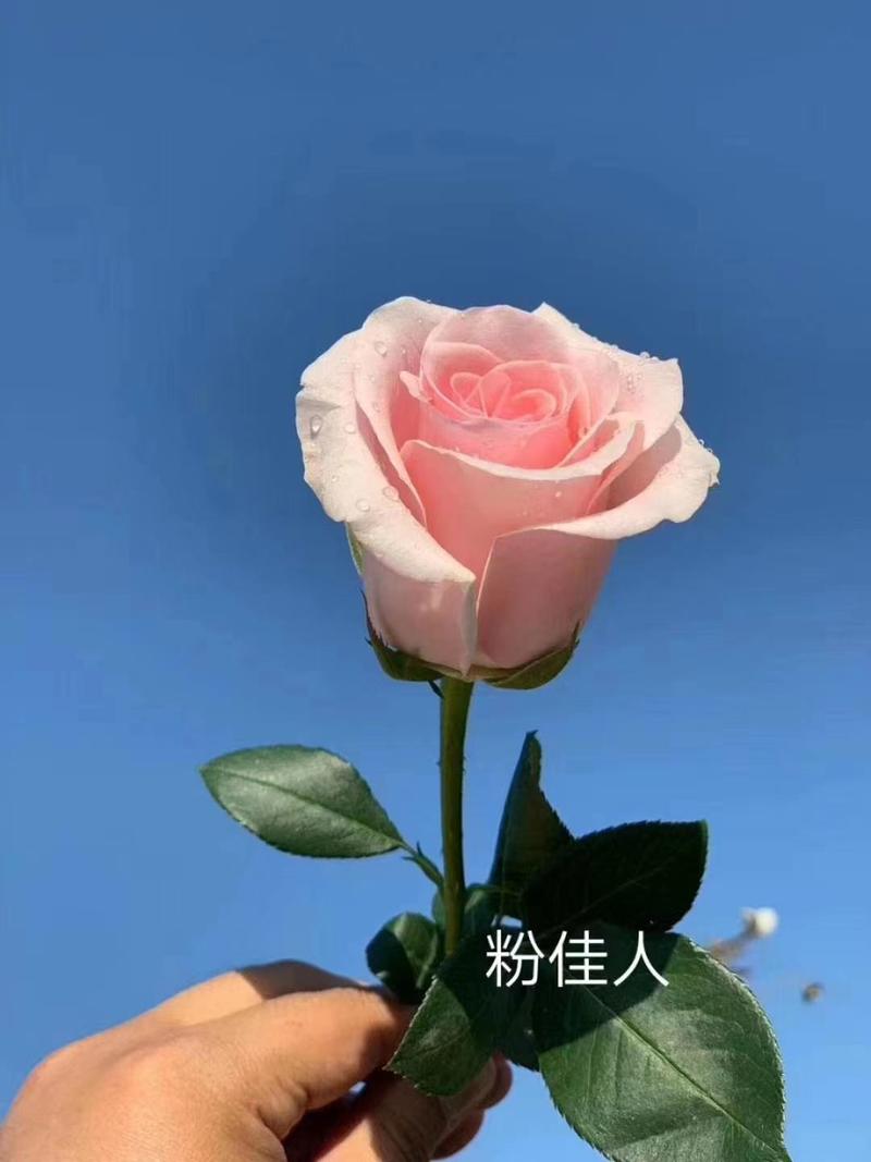 [优选]云南昆明玫瑰老根根系发达易成活质量保证