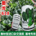 墨龙618进口菠菜品种高产耐抽苔品种春秋种植品种种子