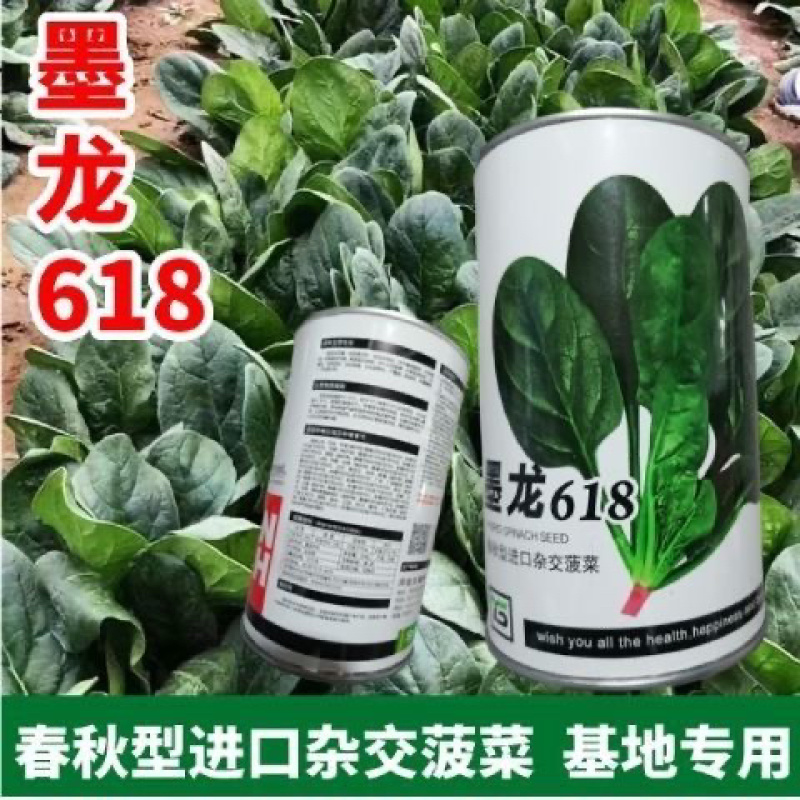墨龙618进口菠菜品种高产耐抽苔品种春秋种植品种种子