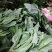 墨龙618进口菠菜品种高产耐抽苔品种春秋种植品种种子