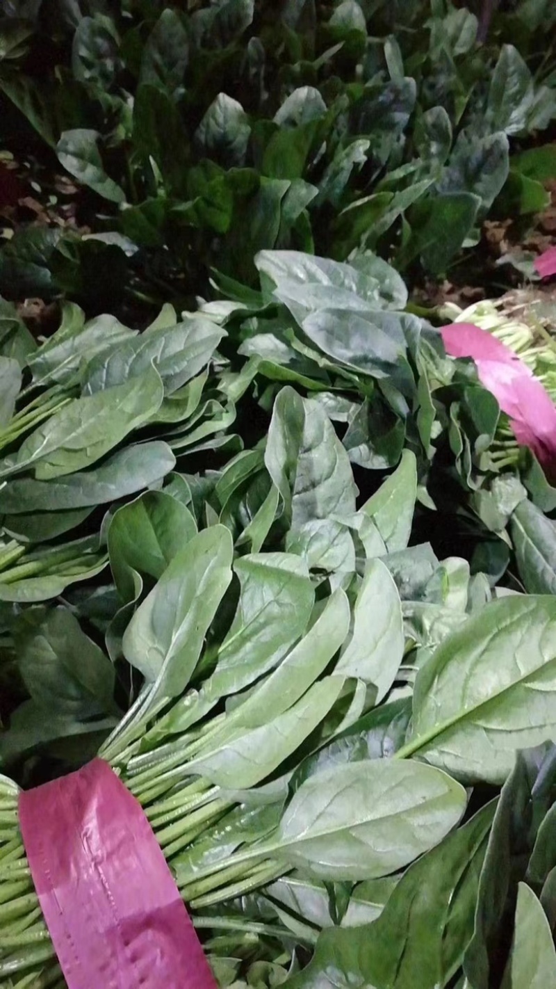 墨龙618进口菠菜品种高产耐抽苔品种春秋种植品种种子