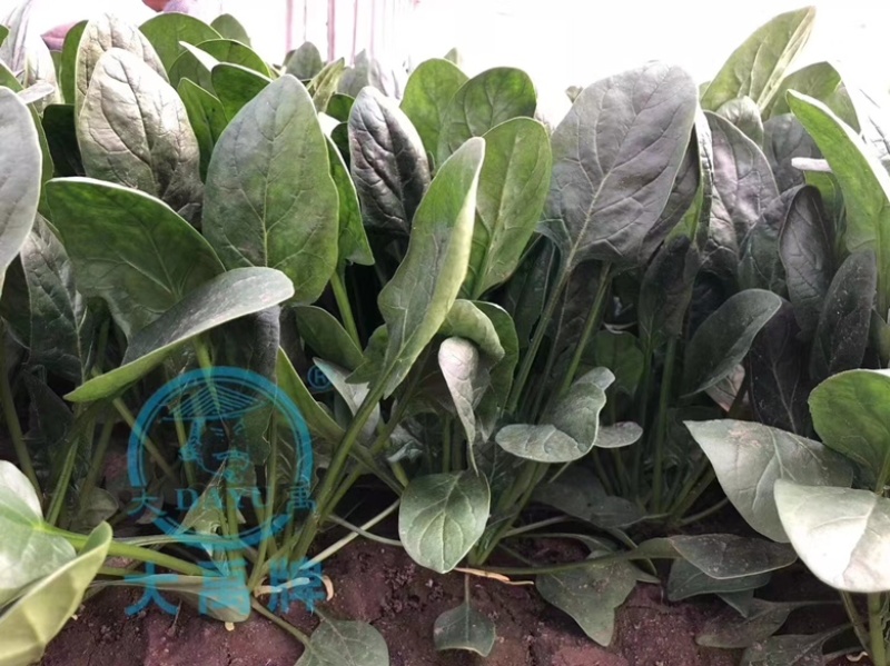 墨龙618进口菠菜品种高产耐抽苔品种春秋种植品种种子