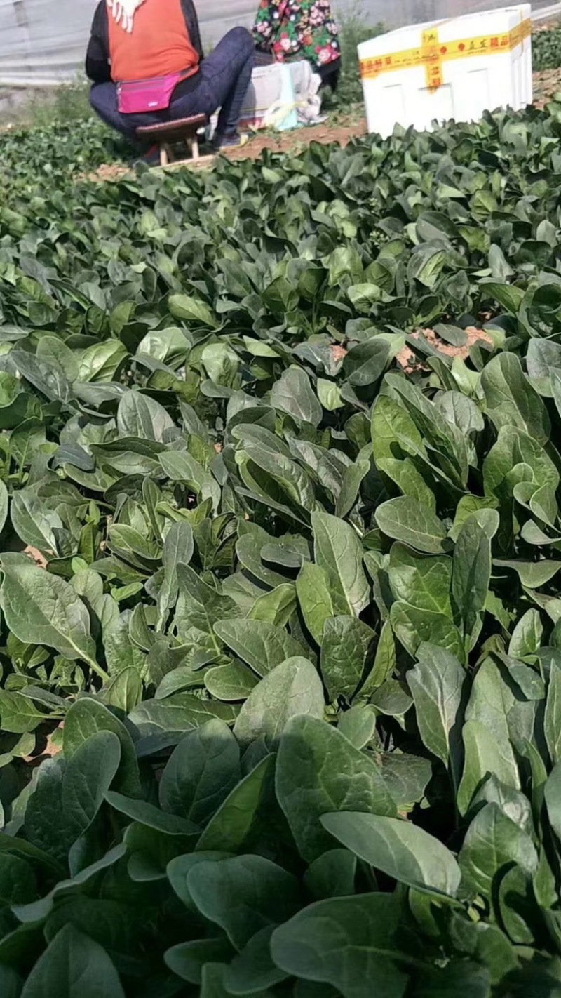 墨龙618进口菠菜品种高产耐抽苔品种春秋种植品种种子