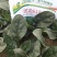 墨龙618进口菠菜品种高产耐抽苔品种春秋种植品种种子