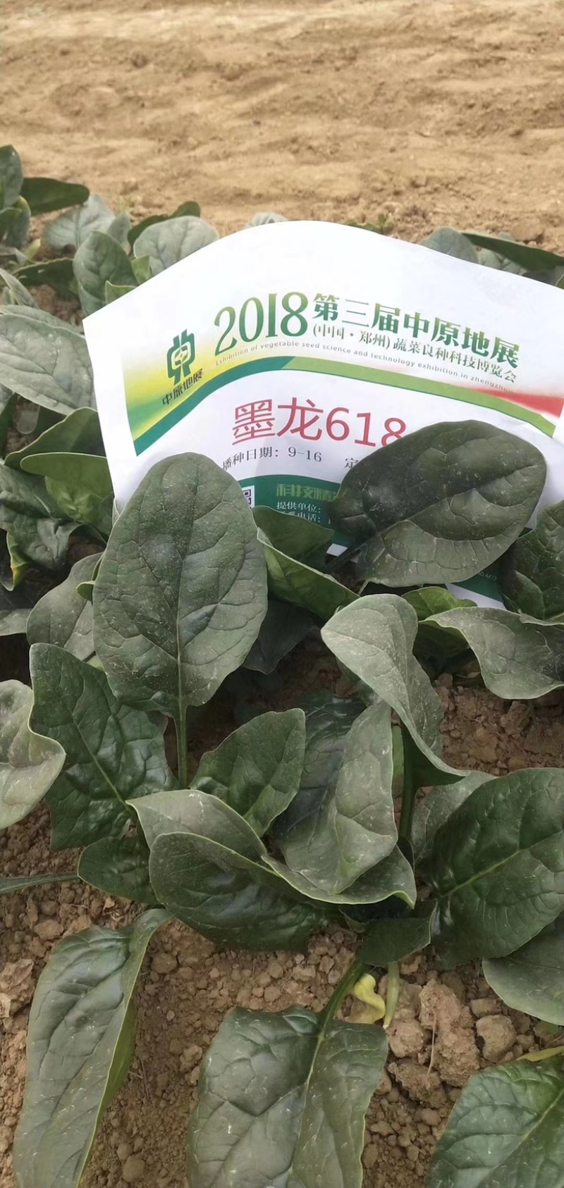 墨龙618进口菠菜品种高产耐抽苔品种春秋种植品种种子