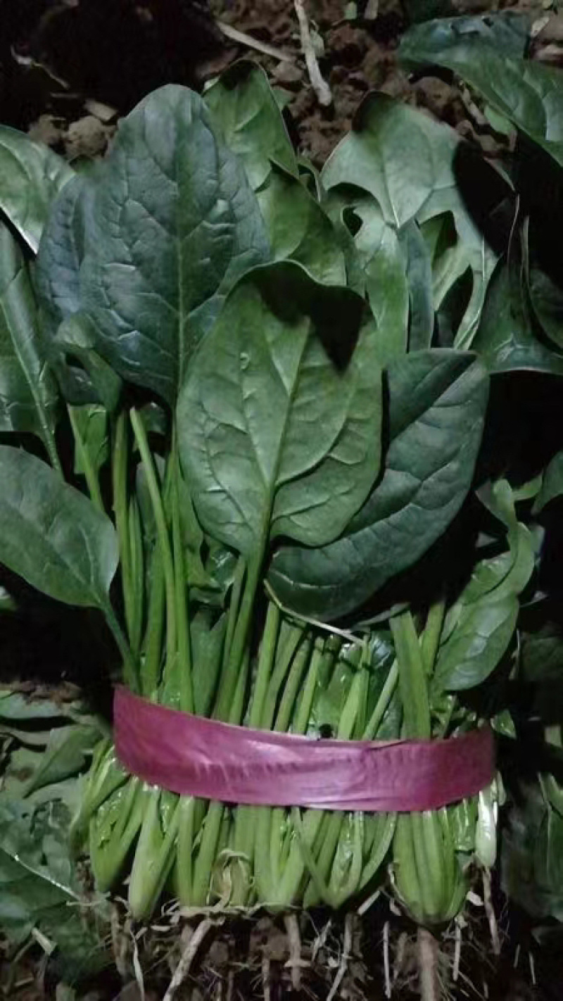 墨龙618进口菠菜品种高产耐抽苔品种春秋种植品种种子