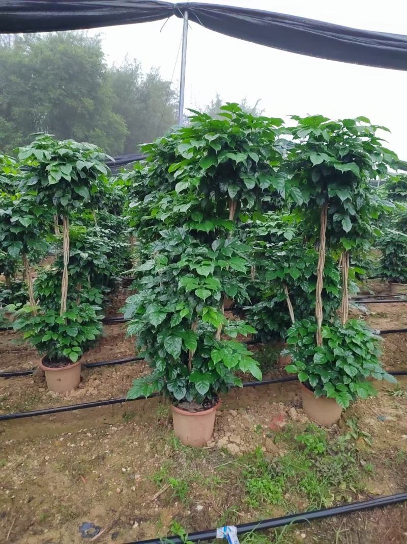 辫子多层幸福树绿宝盆栽基地直发