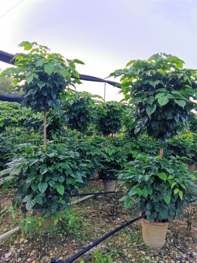 辫子多层幸福树绿宝盆栽基地直发