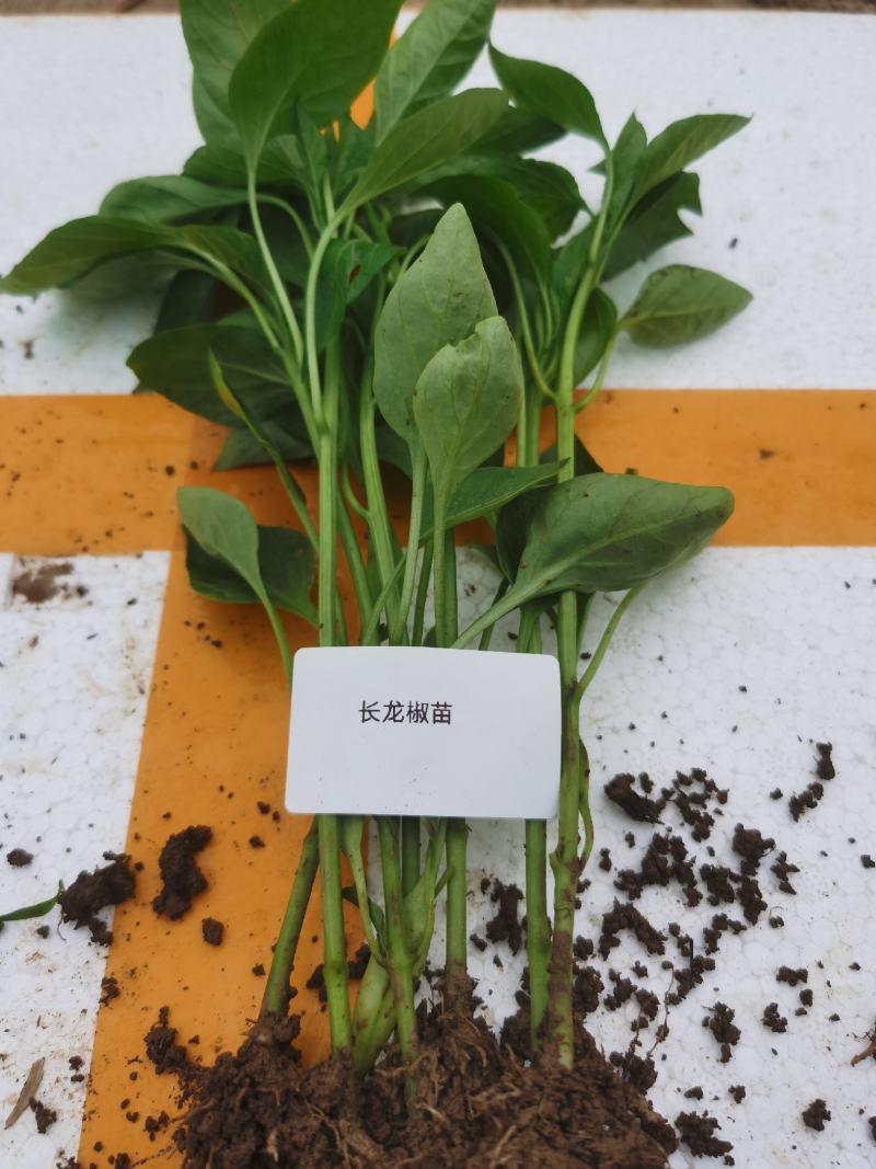 山东辣椒苗大果型牛角椒苗羊角椒苗螺丝椒苗线椒苗品种齐全