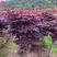 苗圃批发精品红枫小苗3-4-5公分好枫苗羽毛枫裸根小苗。