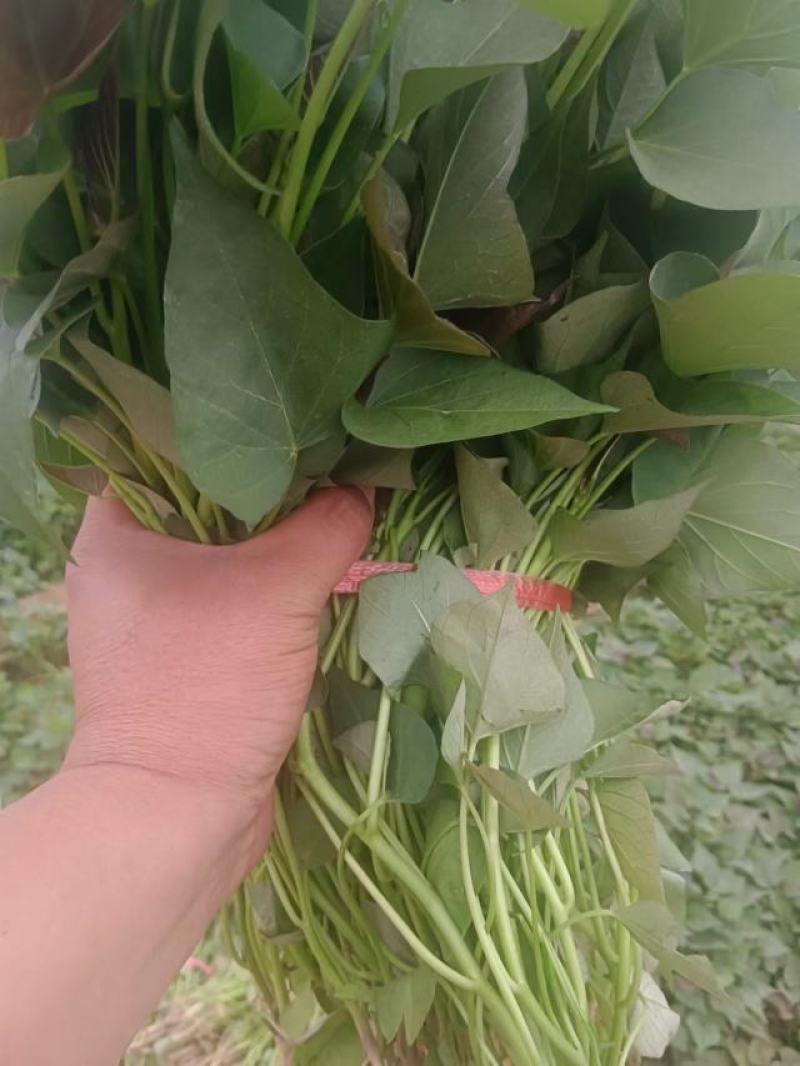 脱毒商薯苗，西瓜红薯苗，株高30公分以上，百株重二斤半