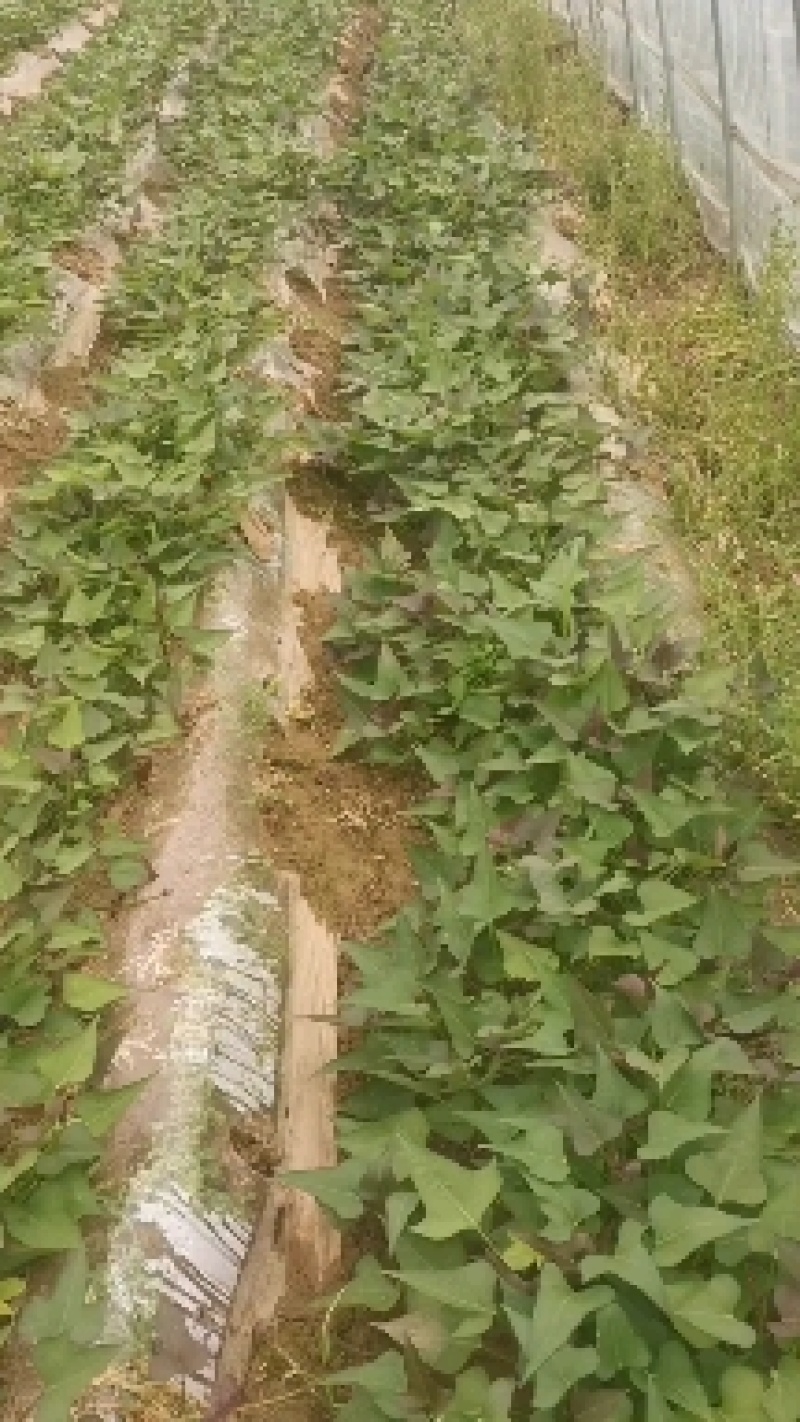 脱毒商薯苗，西瓜红薯苗，株高30公分以上，百株重二斤半