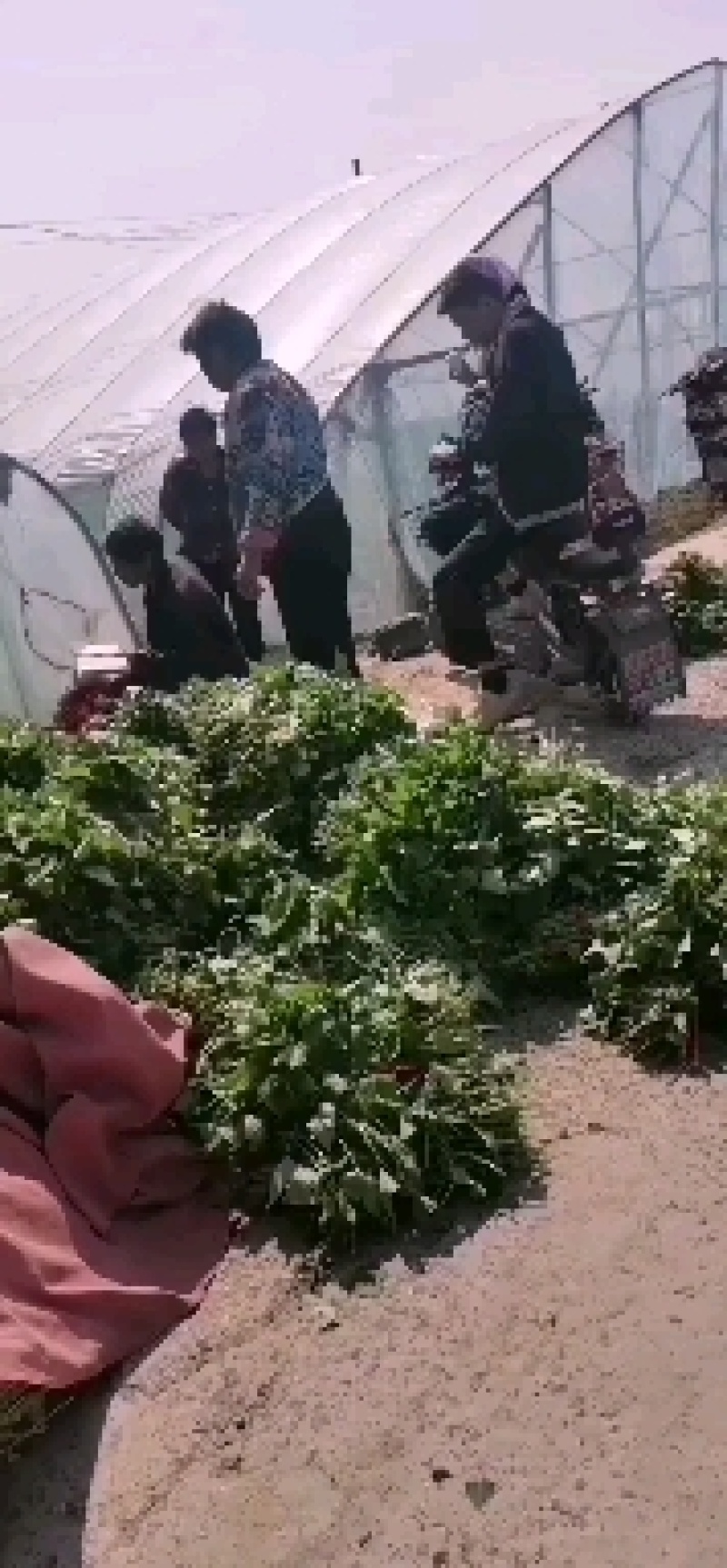 脱毒商薯苗，西瓜红薯苗，株高30公分以上，百株重二斤半