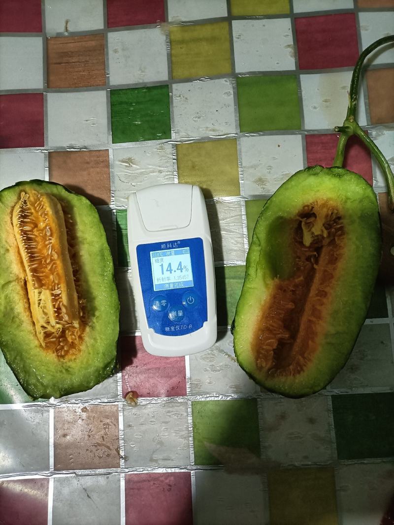博洋甜瓜，羊角脆等大量供货，产地直发，保质保量