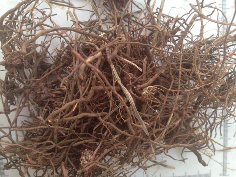 茜草根