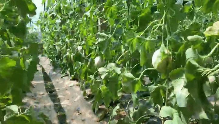 玉菇甜瓜田间种植场景