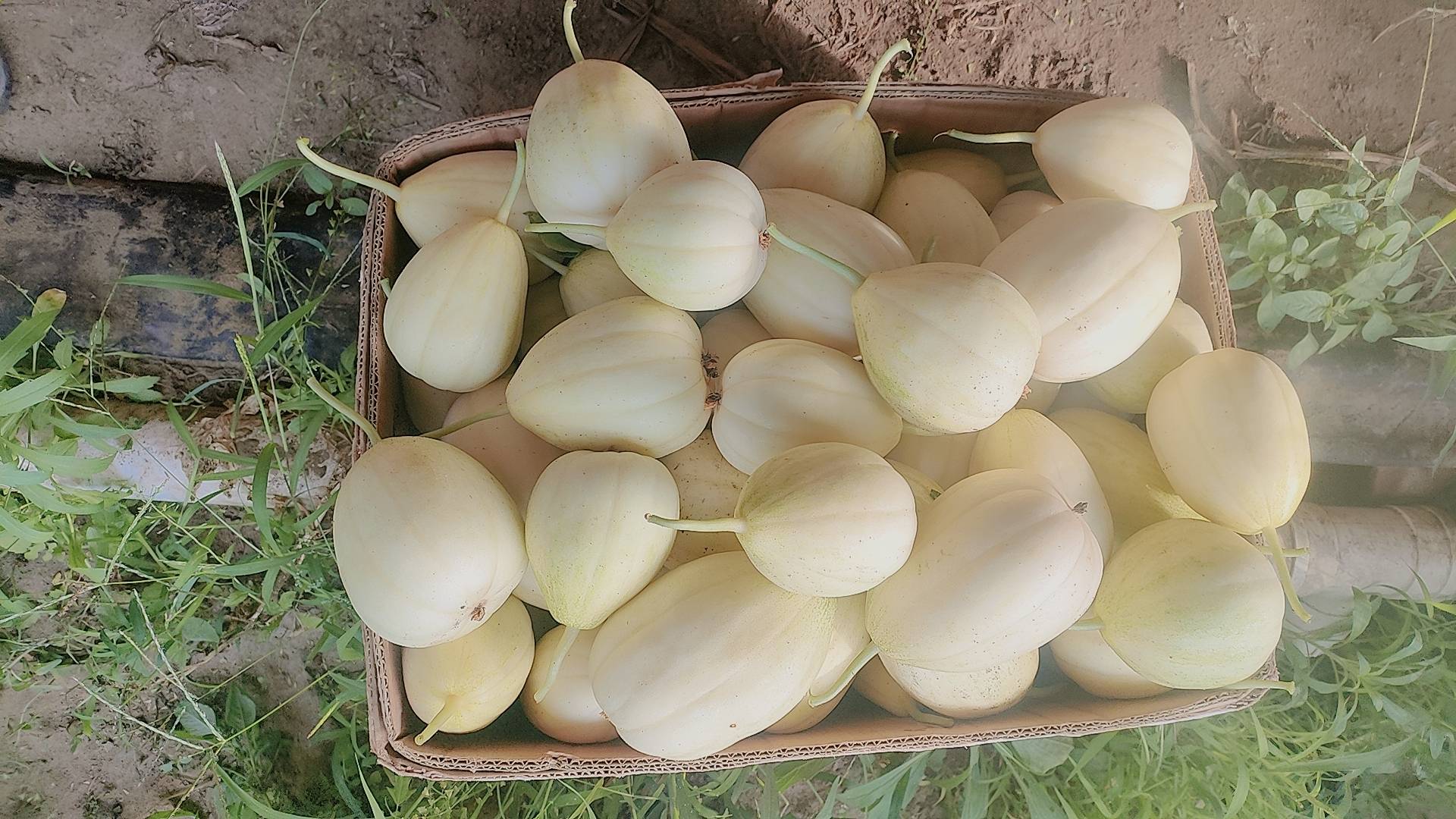 展示台农一号、红妃、日升和红铃四个木瓜品种的外形对比图 木瓜品种对比图