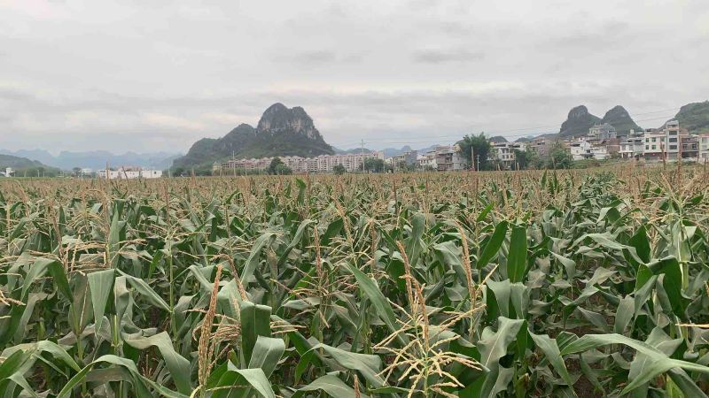 忻城板河甜糯玉米