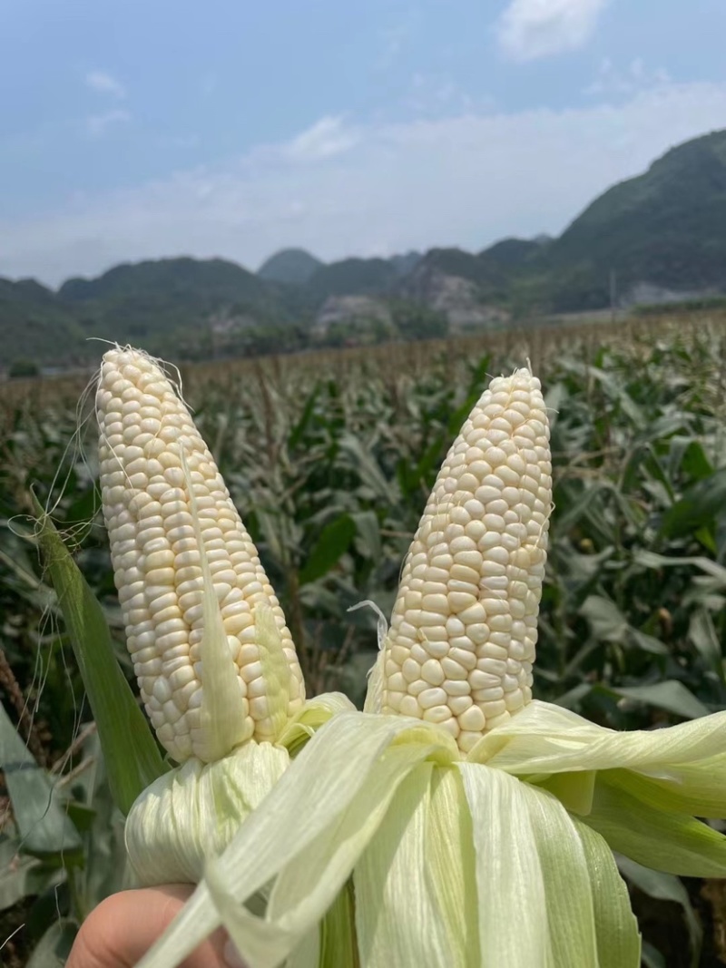 忻城板河甜糯玉米