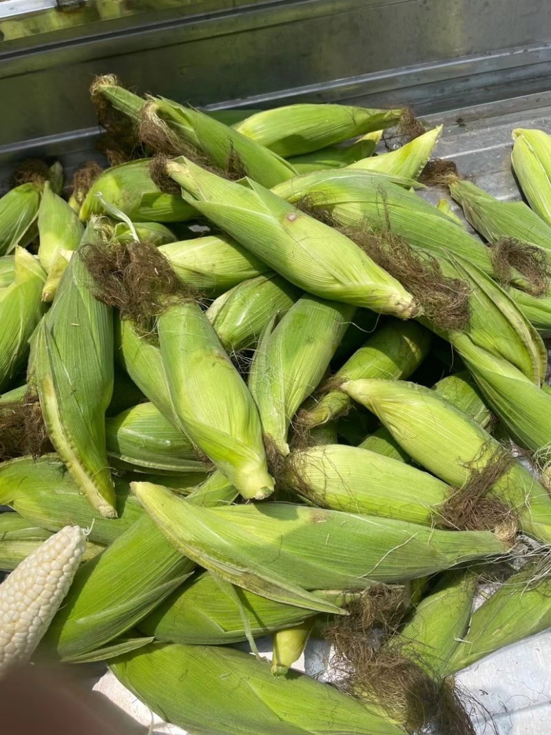 忻城板河甜糯玉米