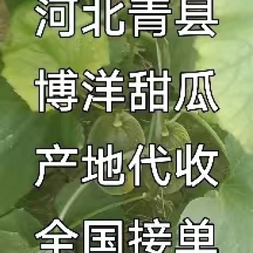 青县星甜24号甜瓜白甜瓜，博洋甜瓜系列青县大量上市