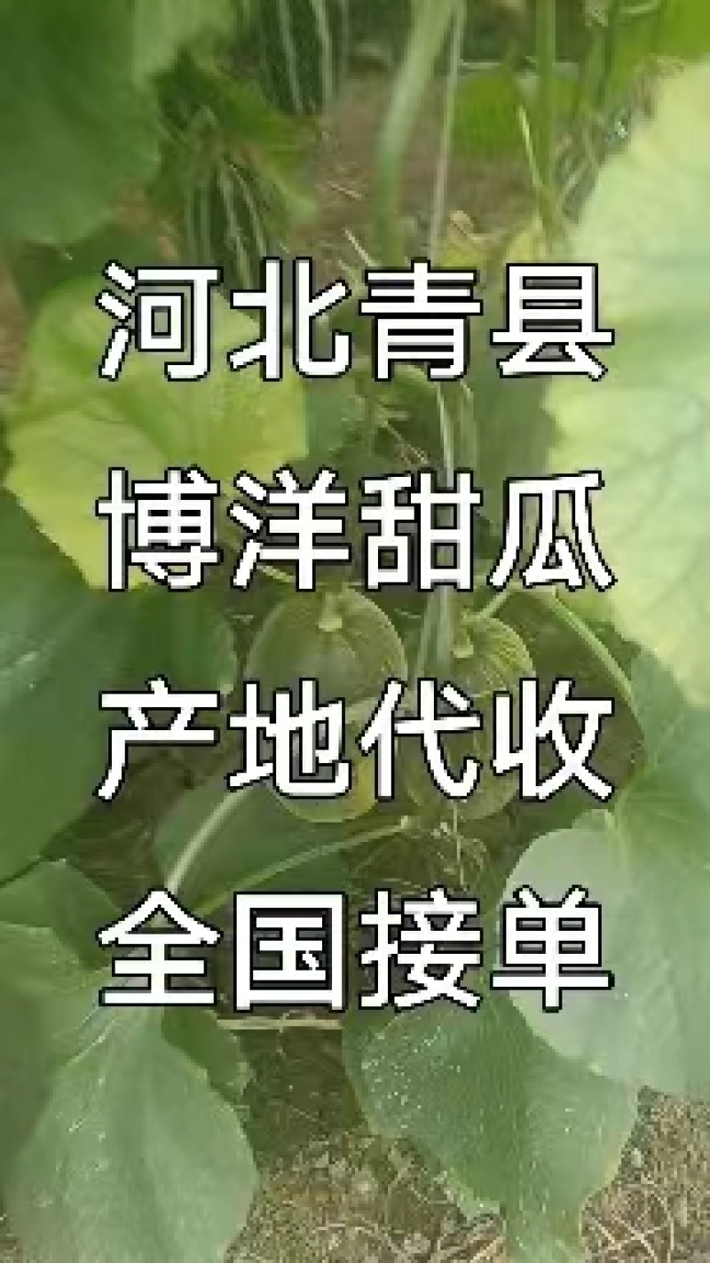 青县星甜24号甜瓜白甜瓜，博洋甜瓜系列青县大量上市