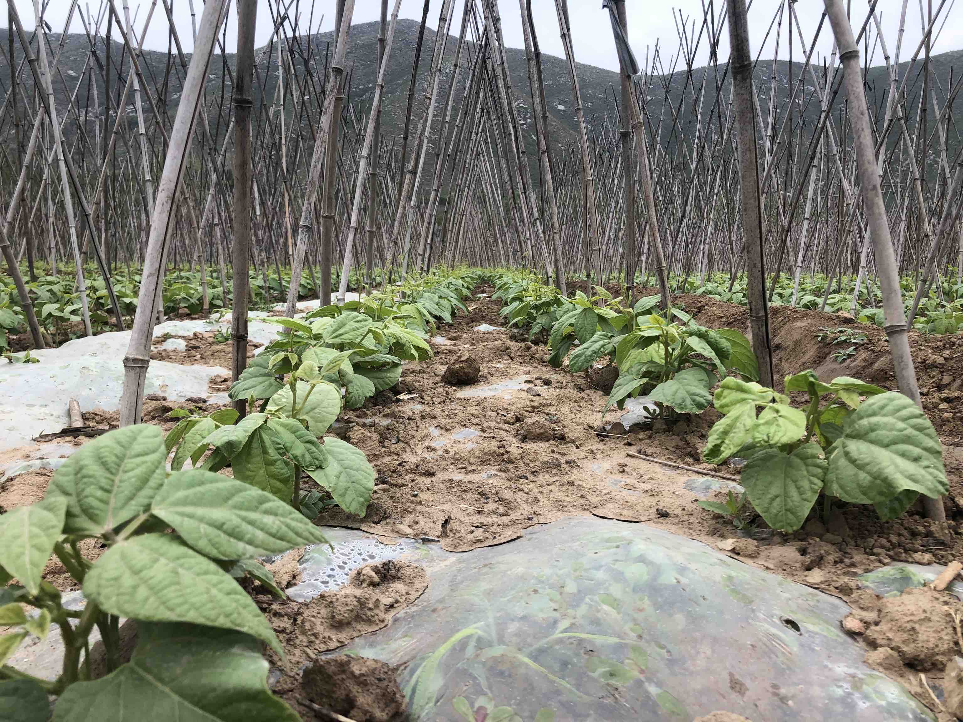 白扁豆春季播种田间管理示意图