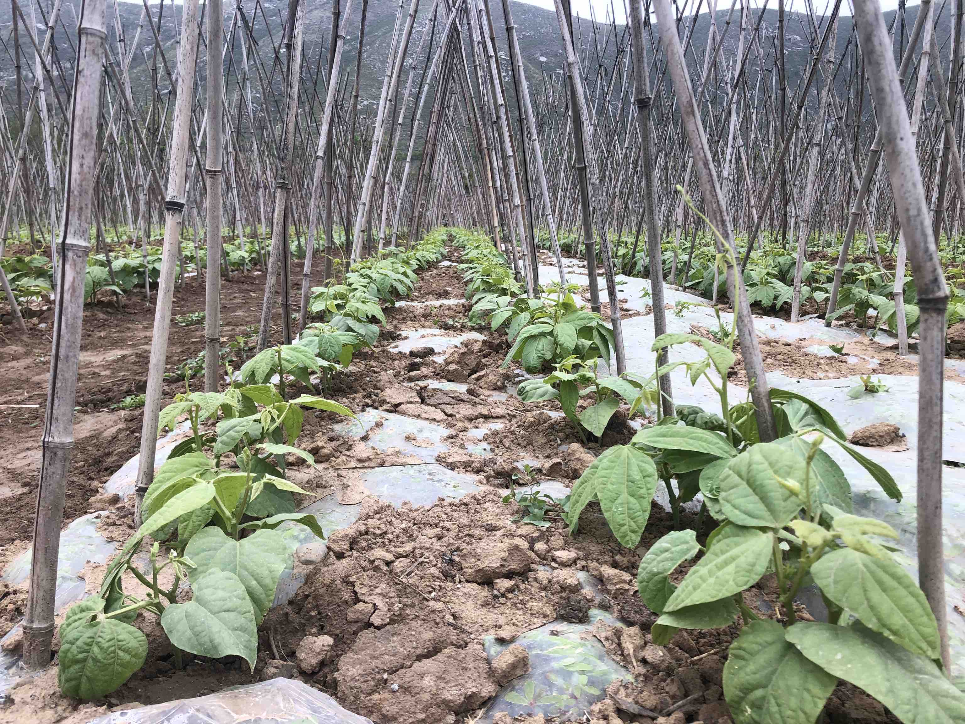 工人正在为八月白豆角搭建人字架并进行引蔓操作 八月白豆角搭架引蔓操作图