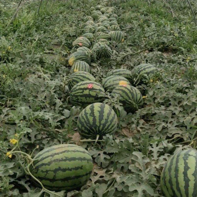 【热卖】陕西有籽甜王西瓜糖度13以上产地直发品质保