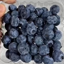 新鲜蓝莓大量上市中