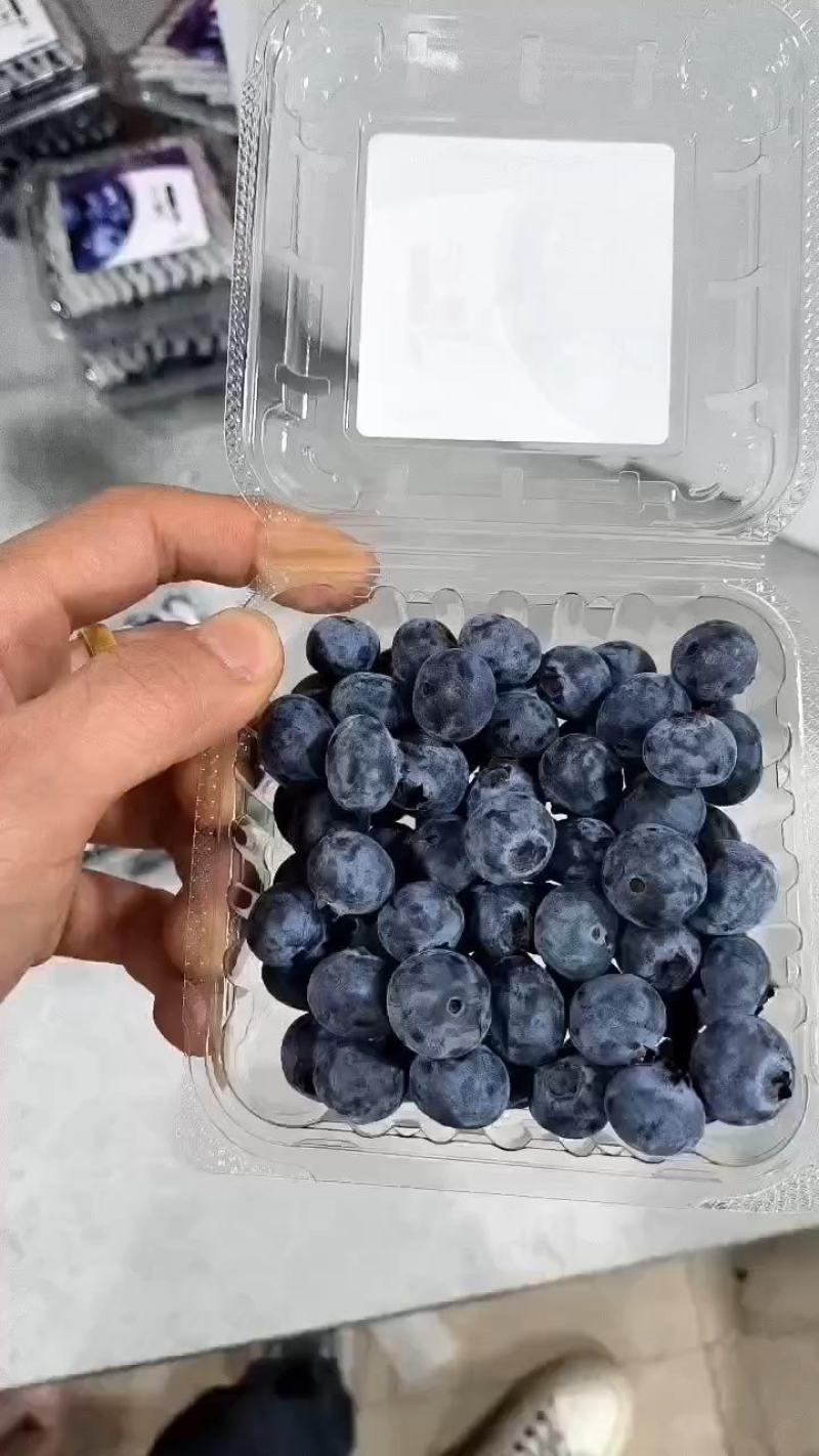 新鲜蓝莓大量上市中