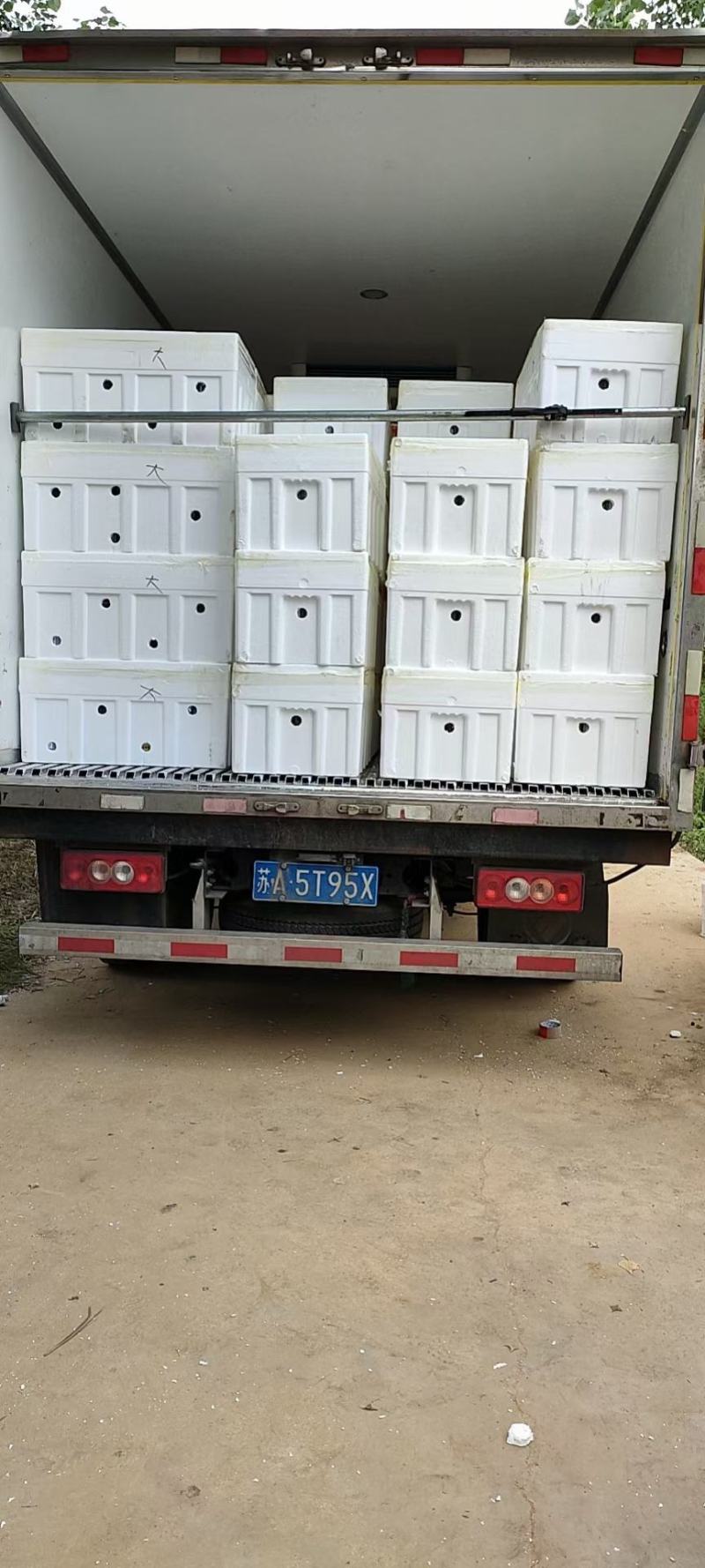 新鲜蓝莓大量上市中