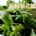 菊花脑