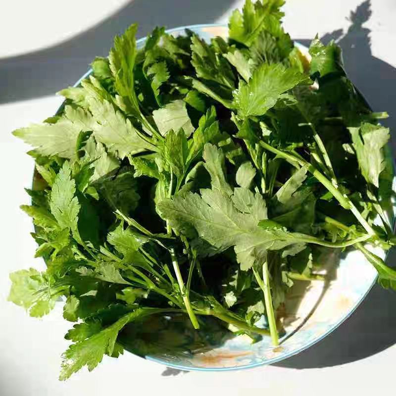 菊花脑