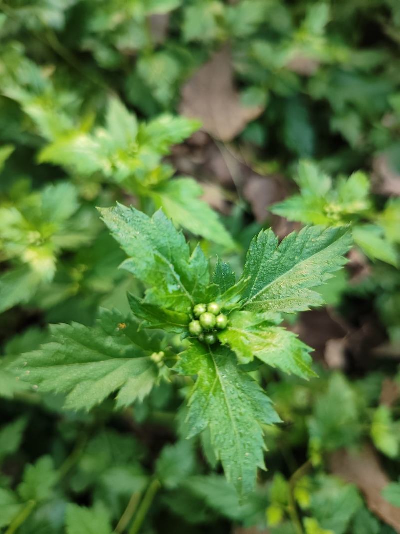 菊花脑