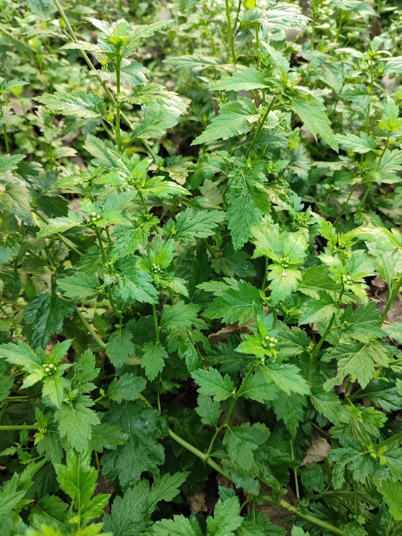 菊花脑