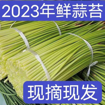 蒜苔蒜薹现拔现发鲜蒜薹按需做货产地直发