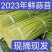 蒜苔蒜薹现拔现发鲜蒜薹按需做货产地直发