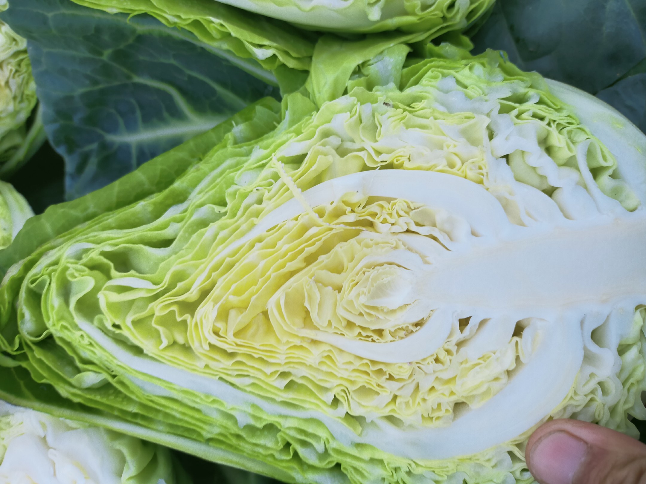 甘蓝科蔬菜烹饪示意图