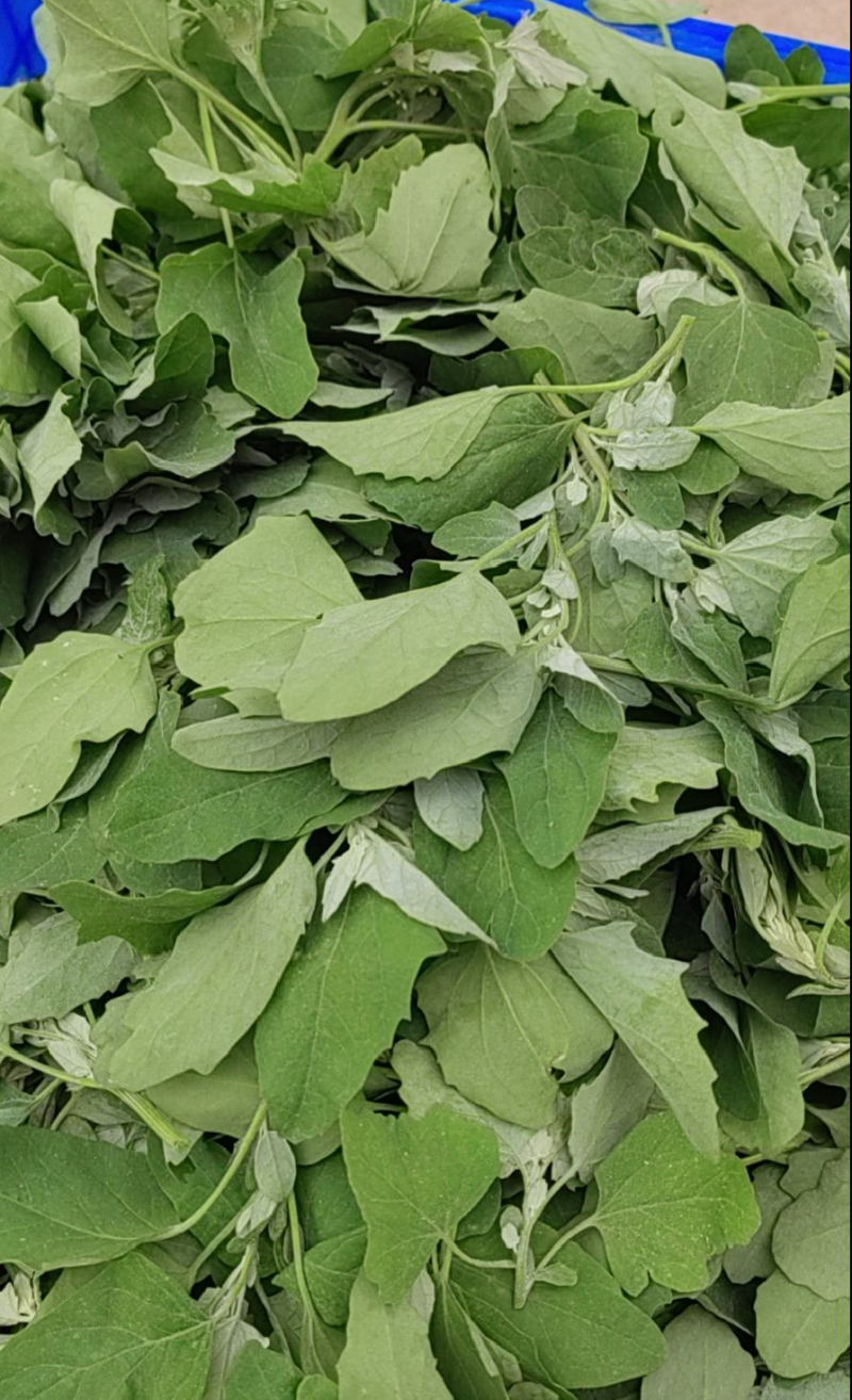 野生灰灰菜现采现发大量有货长期有效
