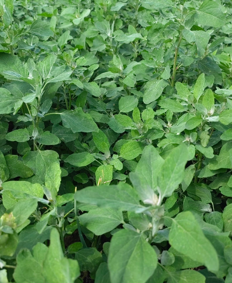野生灰灰菜现采现发大量有货长期有效