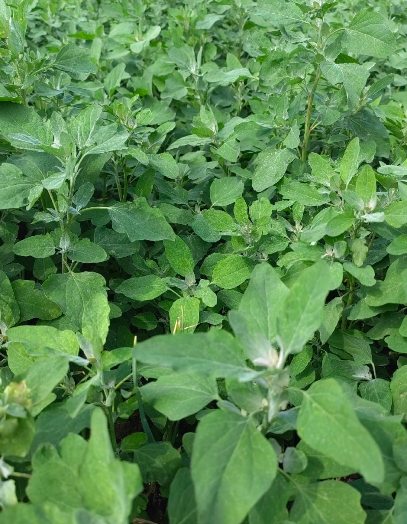 野生灰灰菜现采现发大量有货长期有效