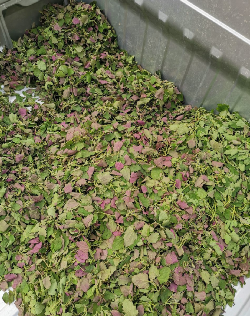 野生灰灰菜现采现发大量有货长期有效