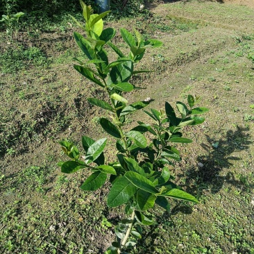 四季香水柠檬