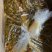 红油酸豆角,大量酸豆角,厂家发货超市电商团购批发一件代发
