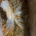 红油酸豆角,大量酸豆角,厂家发货超市电商团购批发一件代发